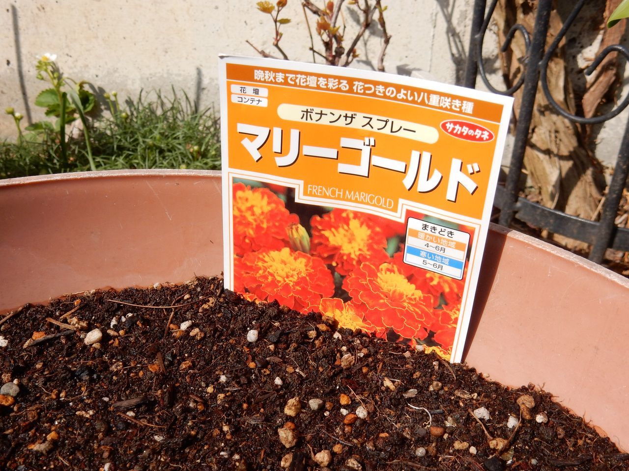 今度はいきなりの気温急上昇_c0025115_21155494.jpg