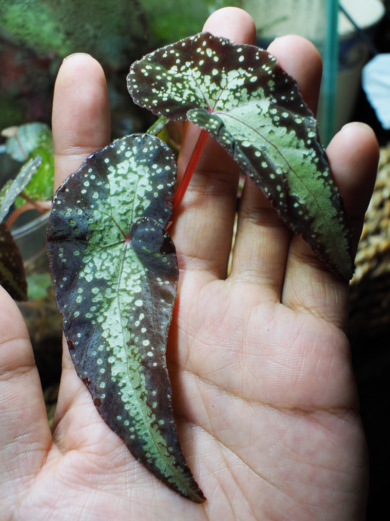 Begonia sp.Thailand 原種ベゴニア　ギャラクシータイプ　銀河 Begonia sp.Thailand 原種ベゴニア ギャラクシータイプ 銀河