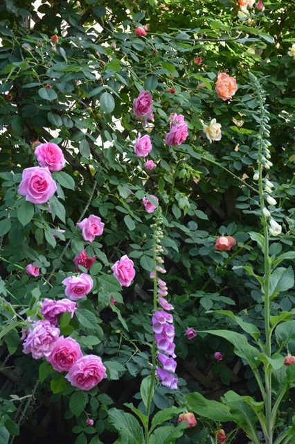 d0096422_22321451.jpg