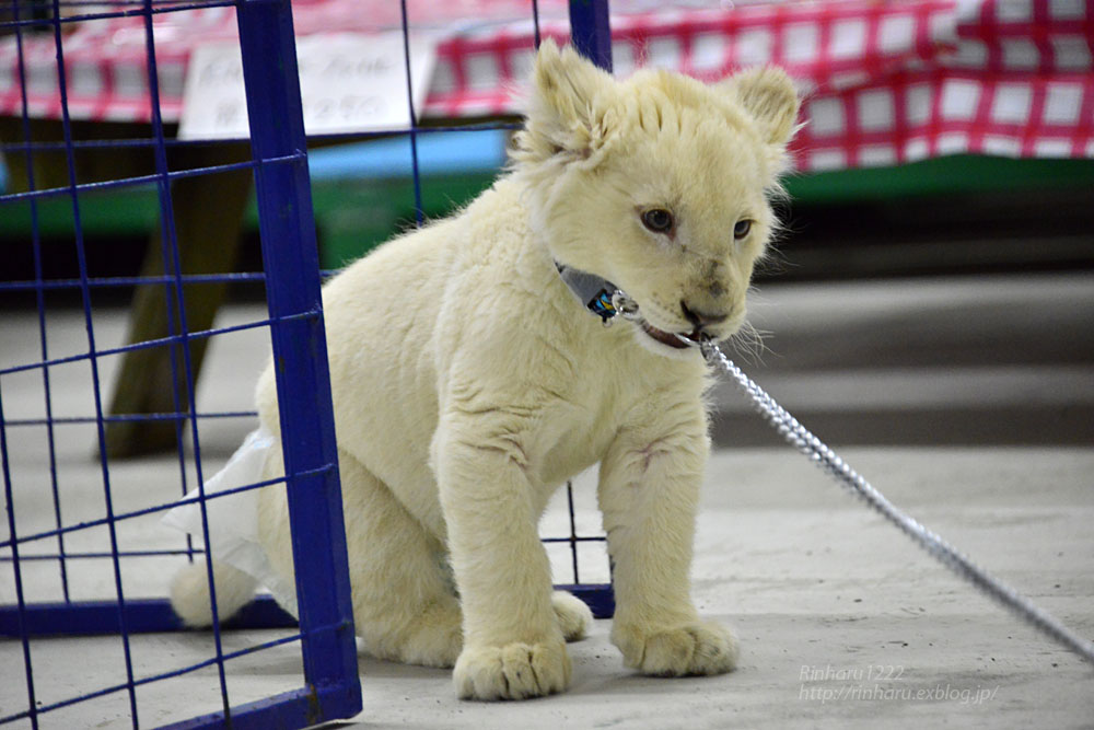 2018.2.18 東北サファリパーク☆ホワイトライオンのひふみたん岩手出張<その３>【White lion baby】_f0250322_20501423.jpg