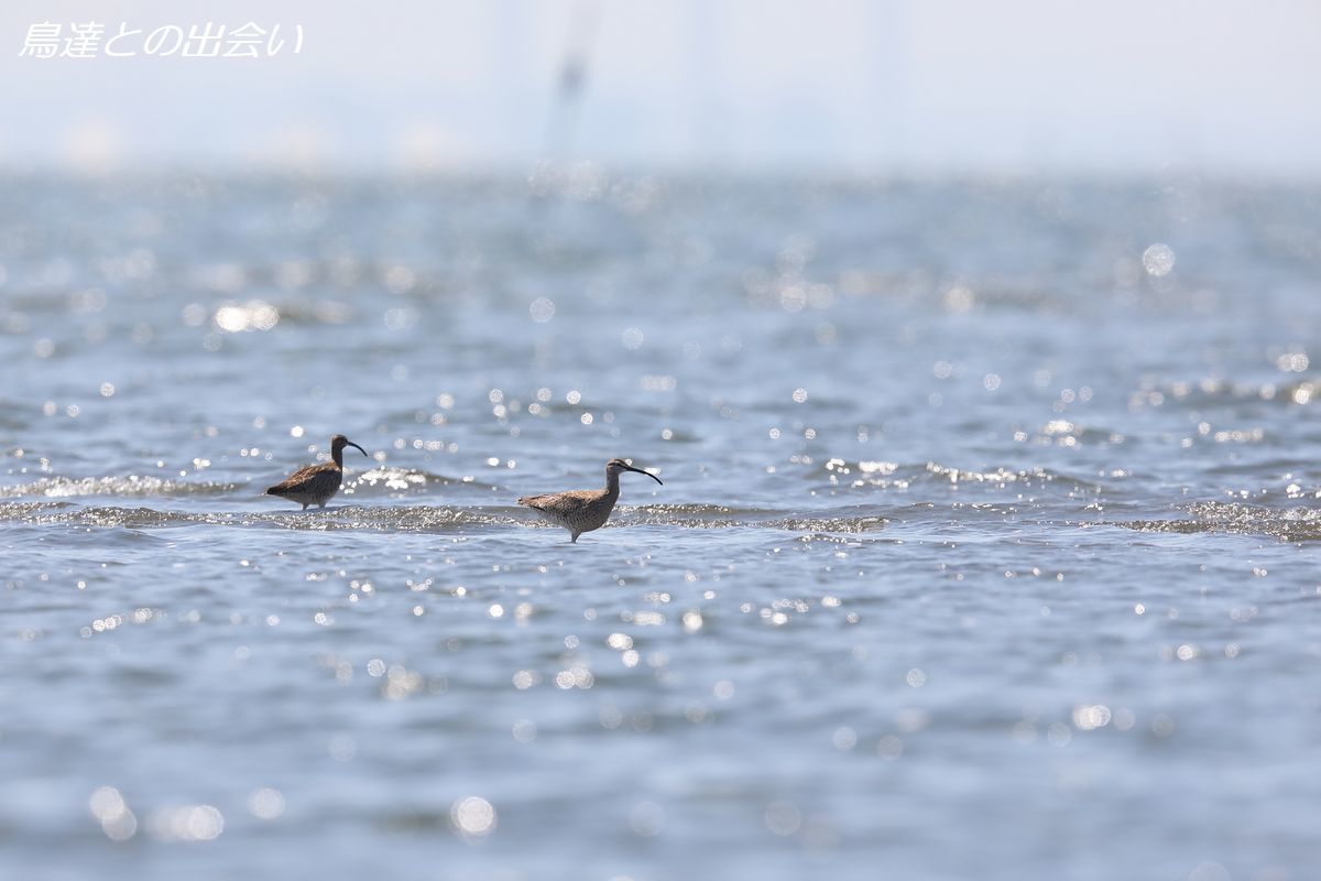 チュウシャクシギ・・・Whimbrel_e0139623_21415359.jpg