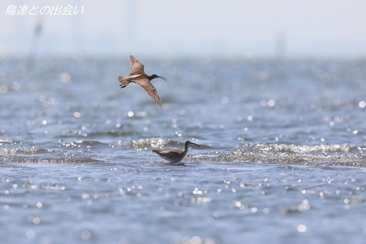 チュウシャクシギ・・・Whimbrel_e0139623_21420875.jpg