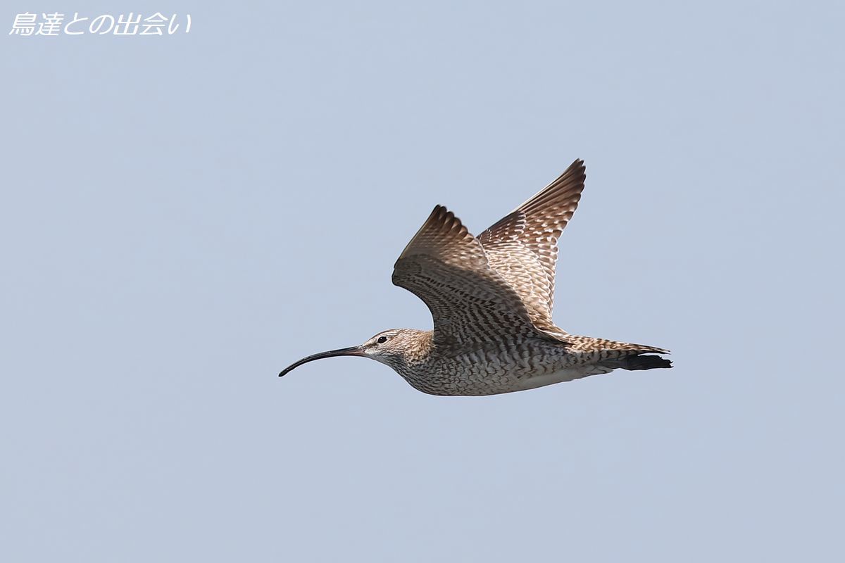 チュウシャクシギ・・・Whimbrel_e0139623_21422791.jpg