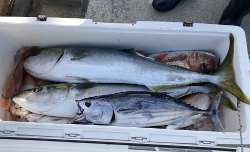 連休以降の釣果です!_a0132631_11584628.jpeg