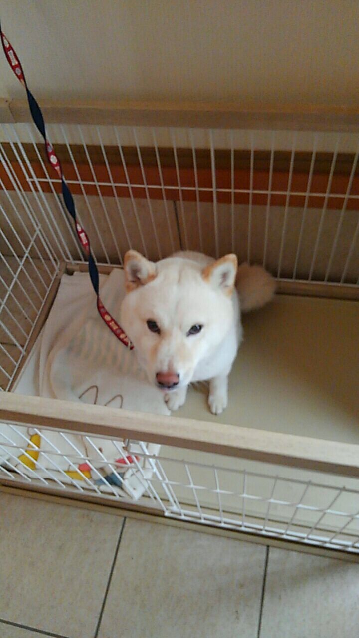 保健所から犬を迎える_b0270131_22014779.jpg