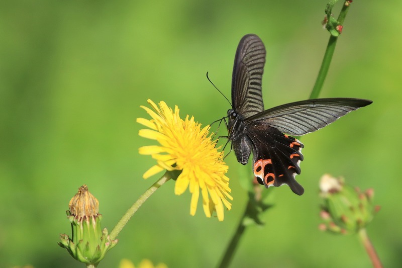 蝶・蜂・トンボ : 暮らしの中で