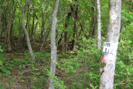 由布岳山行（塚原登山道～東登山道を歩く）！_e0272335_20535238.jpg