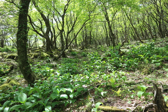 由布岳山行（塚原登山道～東登山道を歩く）！_e0272335_2110384.jpg