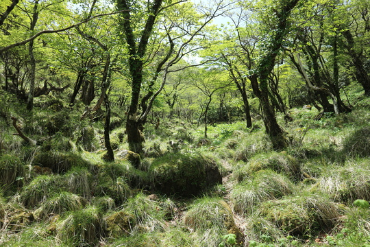 由布岳山行（塚原登山道～東登山道を歩く）！_e0272335_2111542.jpg