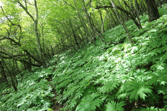 由布岳山行（塚原登山道～東登山道を歩く）！_e0272335_2141134.jpg