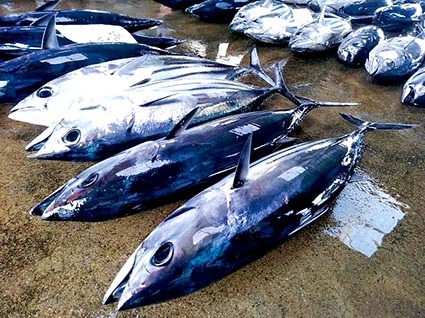 カツオ大漁_f0009039_16050595.jpg
