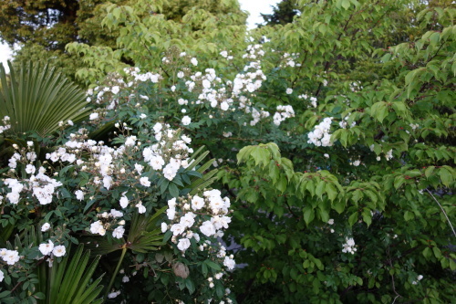 f0375039_07015189.jpeg