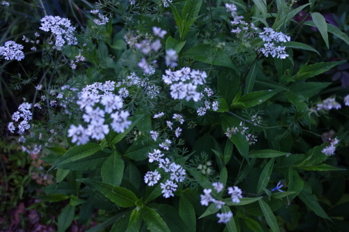 f0375039_07065312.jpeg