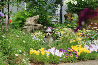 c0145250_10252585.gif