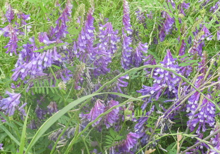 e0172950_21124395.jpg