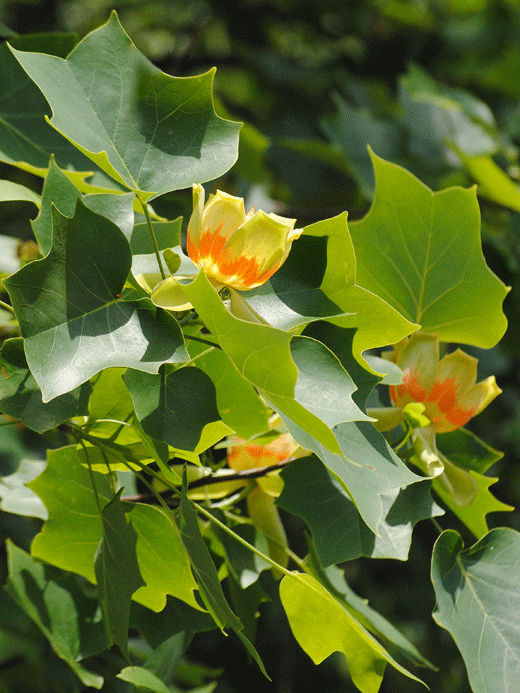 a0001354_23150266.gif