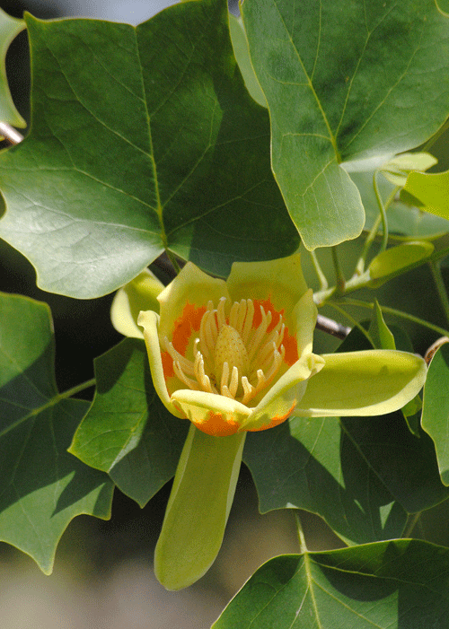 a0001354_23151547.gif