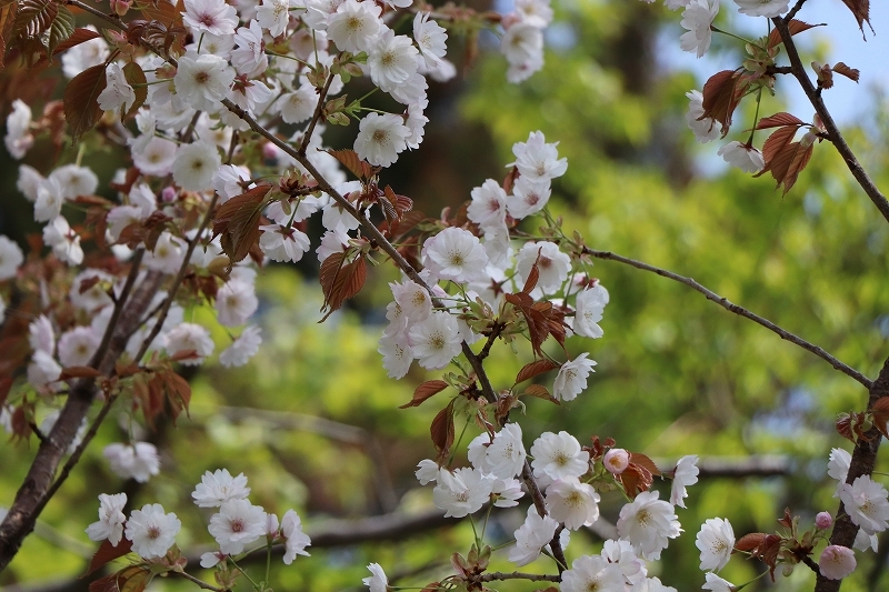 5月12日　松前公園　６　見本園～阿吽寺_b0250154_05584321.jpg