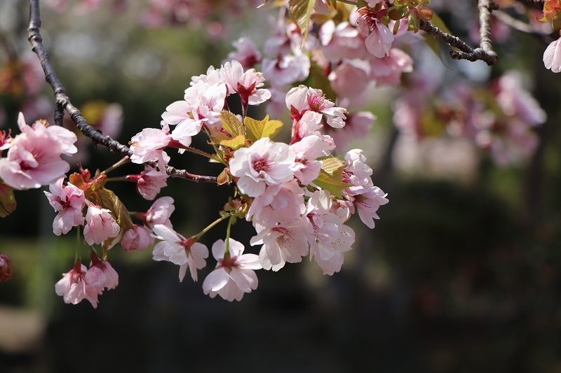 5月12日　松前公園　６　見本園～阿吽寺_b0250154_06004969.jpg