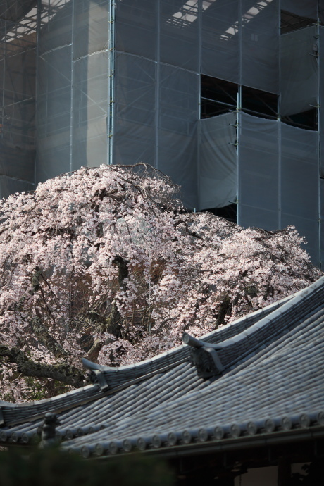 當麻寺 桜 2018_a0176855_23350347.jpg