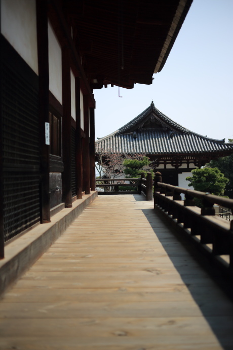 當麻寺 桜 2018_a0176855_23465429.jpg