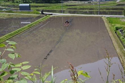 田植えの季節に【市報配送５月１５日号】_a0346455_15115686.jpg