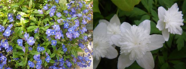 c0024861_1019862.jpg