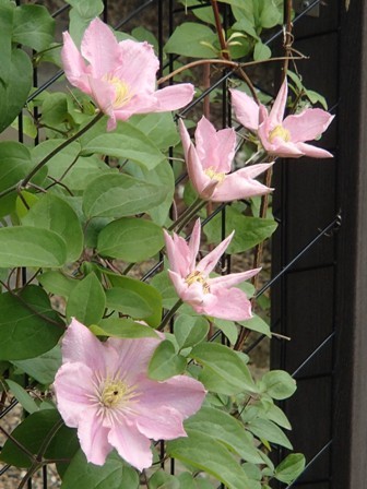 a0344771_21132590.jpg