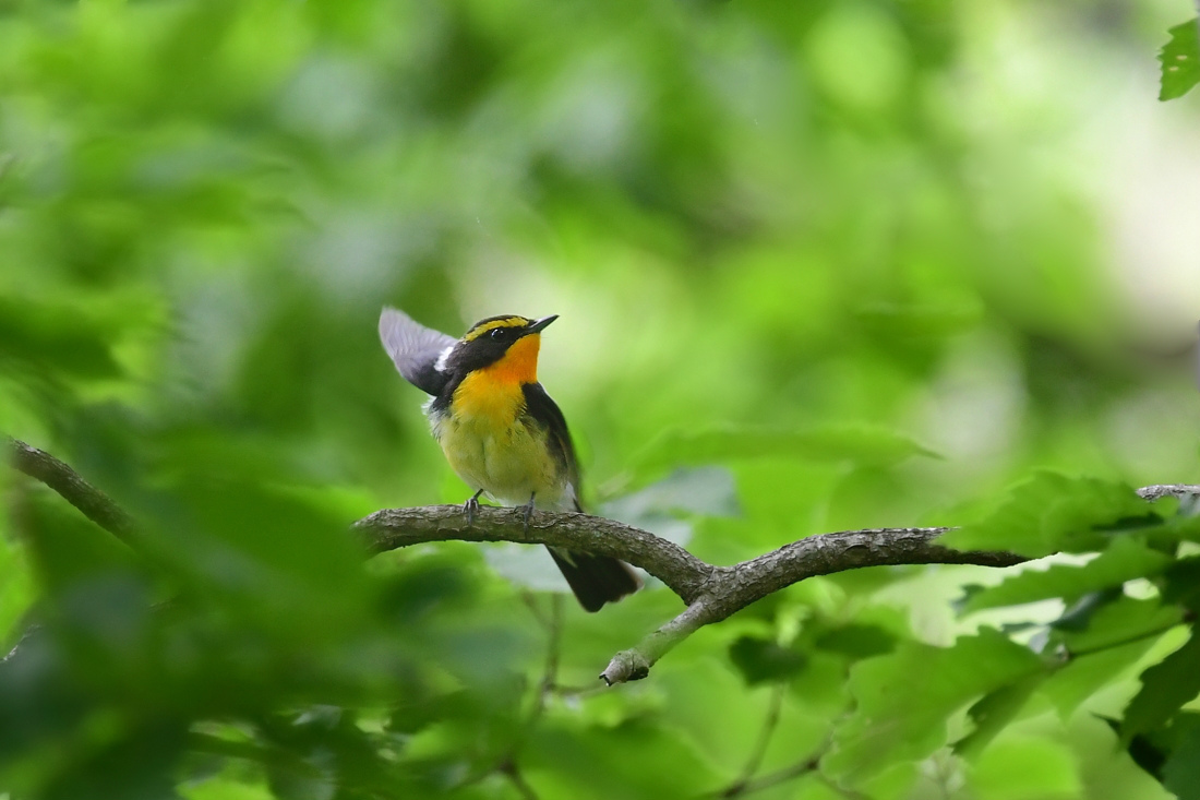 ホイホイホイ♪　サンコウチョウ　キビタキ_f0053272_22141471.jpg