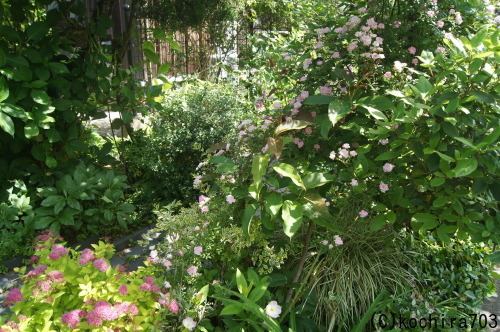 e0181373_20200290.jpg