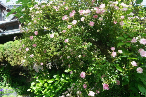 e0181373_20201229.jpg