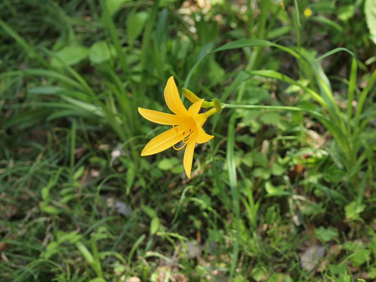 『箱根空木(ハコネウツギ)と車輪梅(シャリンバイ)と桔梗草(キキョウソウ)等の花達とC-2』_d0054276_20391395.jpg