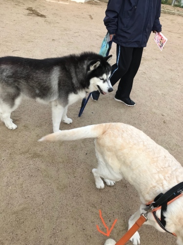 f0315081_17341683.jpeg