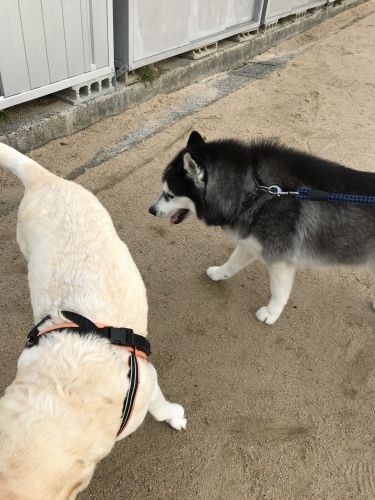 f0315081_17353104.jpeg