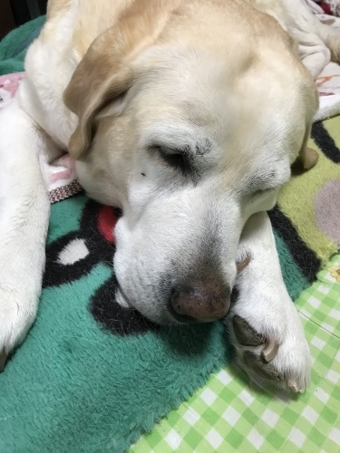 f0315081_17364347.jpeg