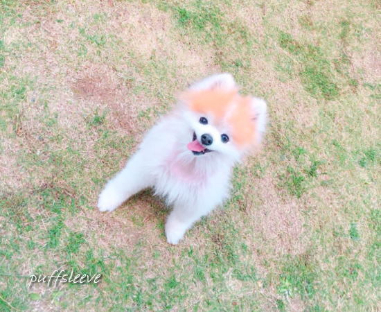 カルトロフェン・ベット注射_a0300884_23201723.jpg