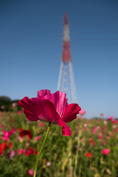 ポピーが咲く牧場_d0353489_21115887.jpg
