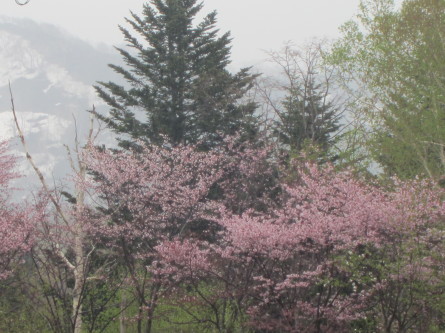 遅めの桜を眺めながら・・。道民の森ノルディックウォーキング2018。_d0198793_19205038.jpg