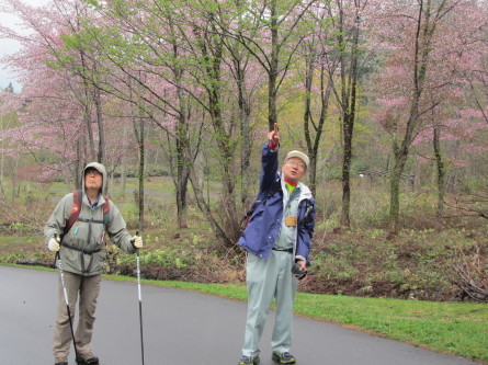遅めの桜を眺めながら・・。道民の森ノルディックウォーキング2018。_d0198793_19215153.jpg