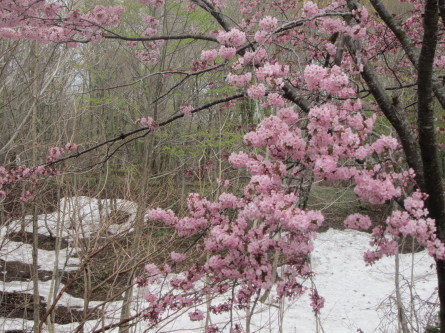 遅めの桜を眺めながら・・。道民の森ノルディックウォーキング2018。_d0198793_19223744.jpg