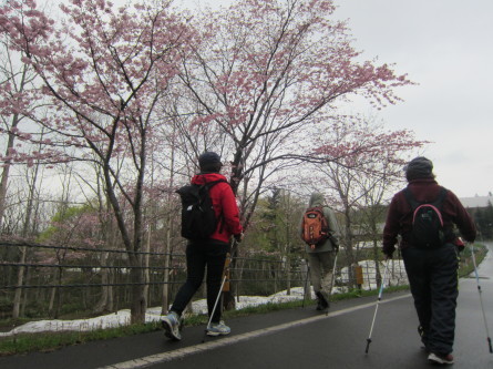 遅めの桜を眺めながら・・。道民の森ノルディックウォーキング2018。_d0198793_19244737.jpg