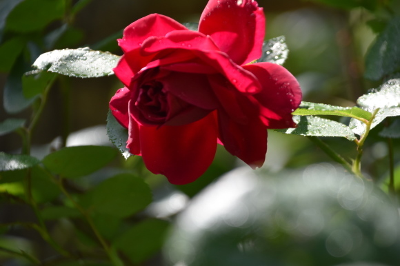 a0288500_16503368.jpg