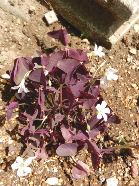 e0025300_2127497.jpg