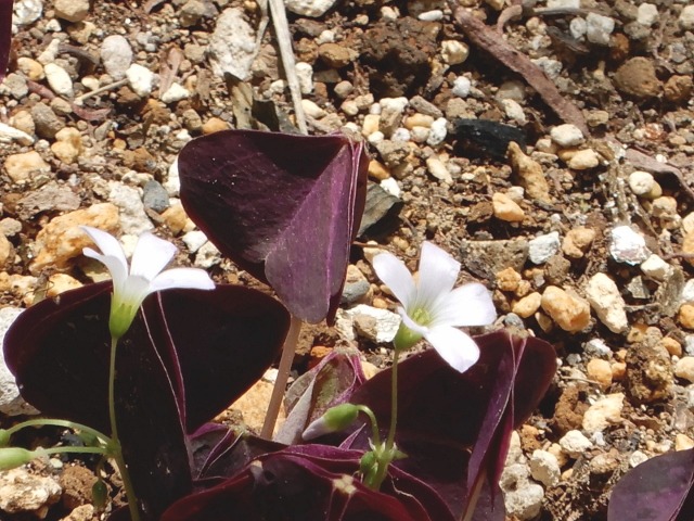 e0025300_213106.jpg
