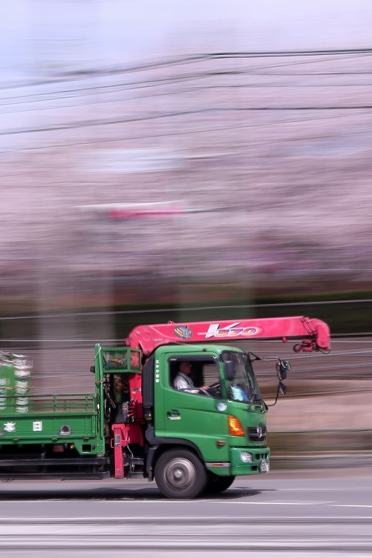 「圧倒的桜。2018」に参加中。_b0291402_17480775.jpg