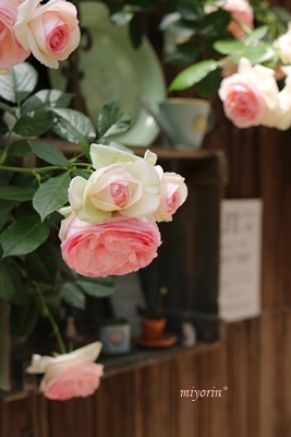 a0123003_13290226.jpg