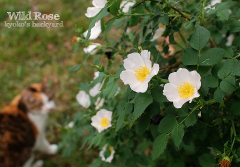 ワイルドローズの花飾り Kyoko S Backyard アメリカで田舎暮らし