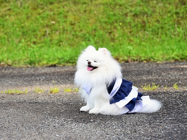 可愛くて、ちょっと切ない_d0360206_00080141.jpg