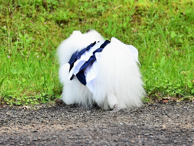 可愛くて、ちょっと切ない_d0360206_00080621.jpg