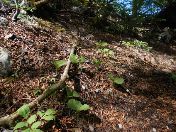 f0196109_07041018.jpg